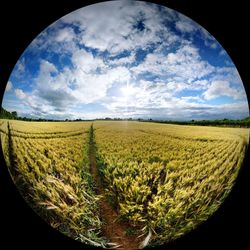 Scenic view of field against sky