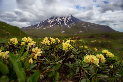 Yellow flowering plants on field against cloudy sky