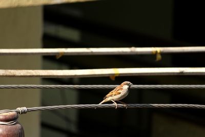 Close-up of bird perching on hand