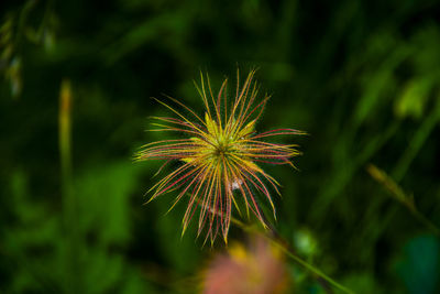 Close-up of dandelion on plant