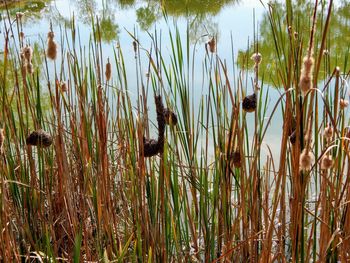 View of plants growing on land