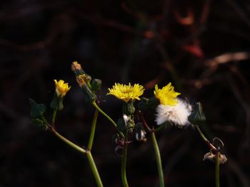 Close-up of yellow flowers