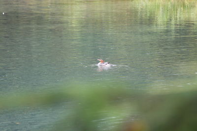 High angle view of ducks swimming in lake