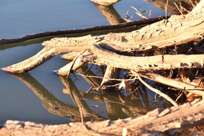 Close-up of tree at beach against sky