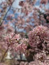 Close-up of cherry blossom tree