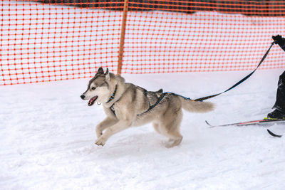 Dog running in snow