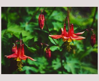 Close-up of red flowers blooming outdoors