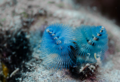 Close-up of christmas worm in sea