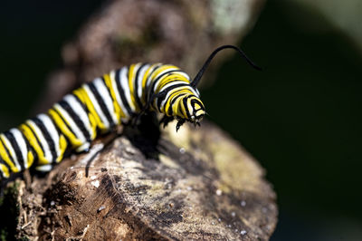 Close-up of caterpillar