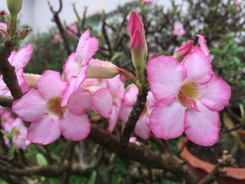 Close-up of pink flowers blooming outdoors