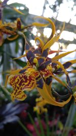 Close-up of yellow flowers