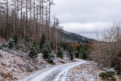 Road amidst trees in forest against sky during winter