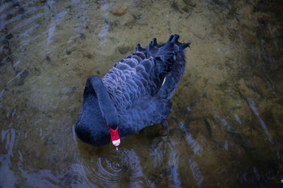Directly above shot of black swan swimming in pond