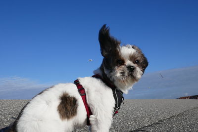 Portrait of dog sticking out tongue against blue sky