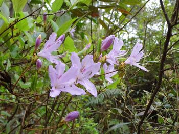 Close-up of pink flowers