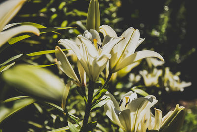 Close-up of white flowering plant