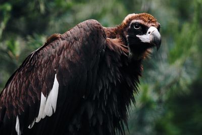 Close-up of vulture against blurred background