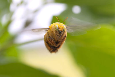 Close-up of insect on plant