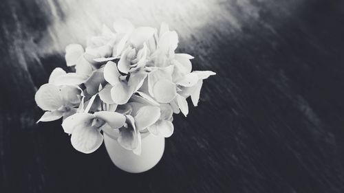 Close-up of white flowers blooming outdoors