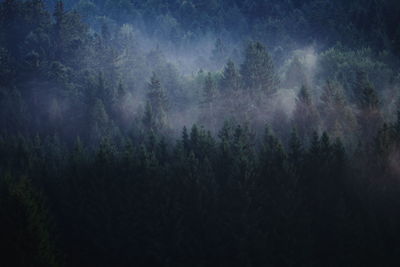 Trees in forest against sky