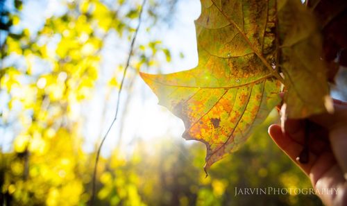 Close-up of hand on yellow tree against sky