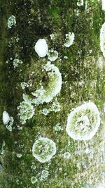 Close-up of snow on tree trunk