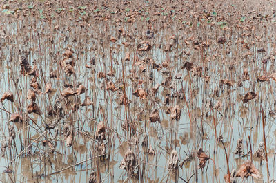 High angle view of plants growing on field