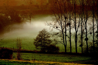 Bare trees on field against sky in forest