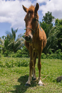 Horse on field against sky