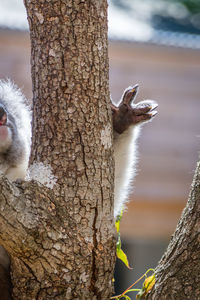 Close-up of squirrel on tree trunk