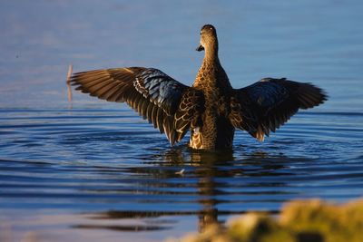 Duck with wings fully stretched