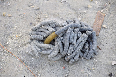 Lug worm at sandy beach