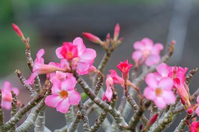 Close-up of pink flowers