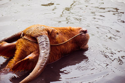 The asian wild water buffalo or bubalus arnee. a large bovine native to the indian subcontinent 