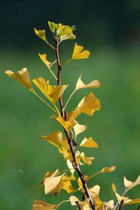 Close-up of yellow leaves on plant during autumn