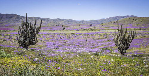 Scenic view of flowering plants on field against sky