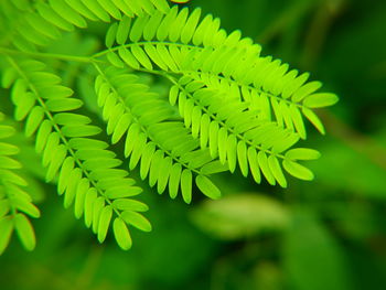 Close-up of fern leaves