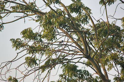 Low angle view of bird perching on tree against sky