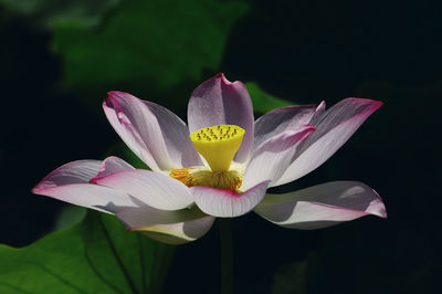 Close-up of pink lily