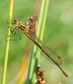Close-up of damselfly on plant