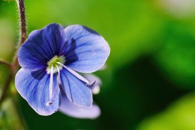 Close-up of purple flowers blooming