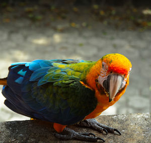 Colourful bird 