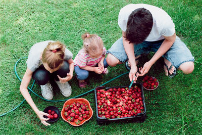 High angle view of father and girl washing strawberries in crate while standing on filed