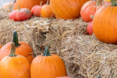 Many ripe halloween pumpkins as delicious vegetable in fall and thanksgiving season is orange fruit