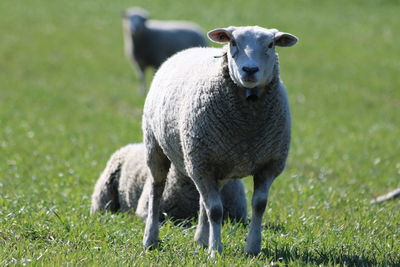 Portrait of sheep standing in farm