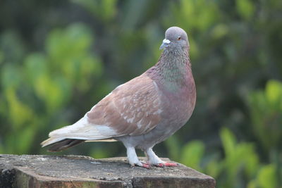 Bird perching outdoors