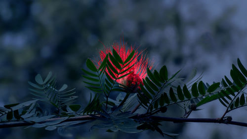 Bright red flower in a dark atmosphere