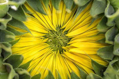 Close-up of yellow sunflower blooming outdoors