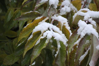 Close-up of frozen plant