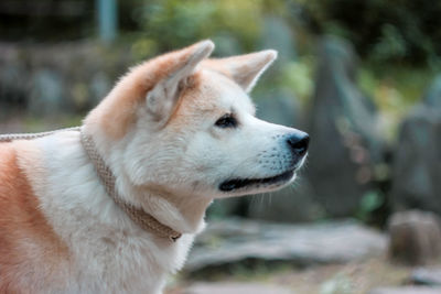 Close-up of dog looking away